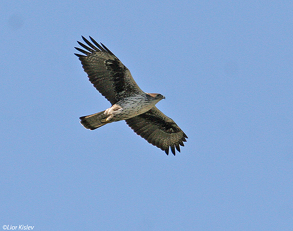   עיט ניצי Bonellis Eagle Hieraaetus fasciatus                                        גמלא, מרץ 2007